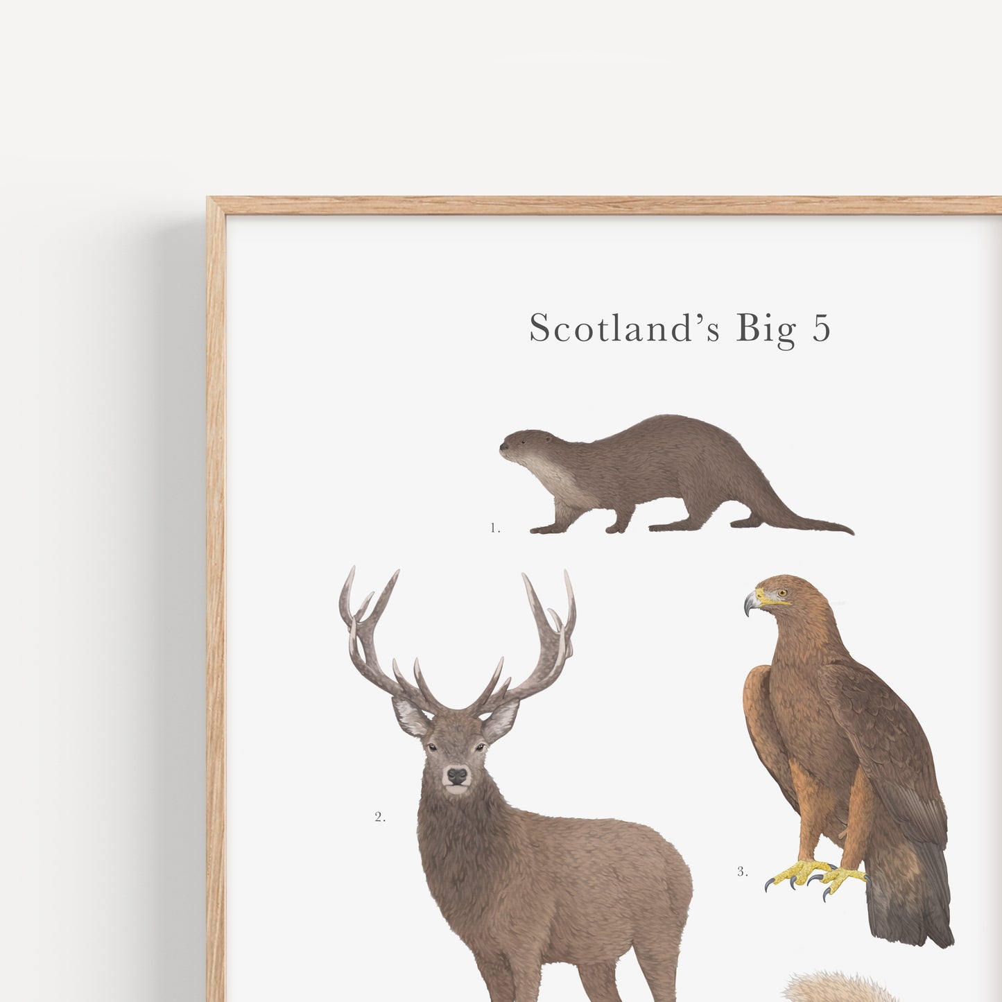 Scotland's Big 5 Educational Print