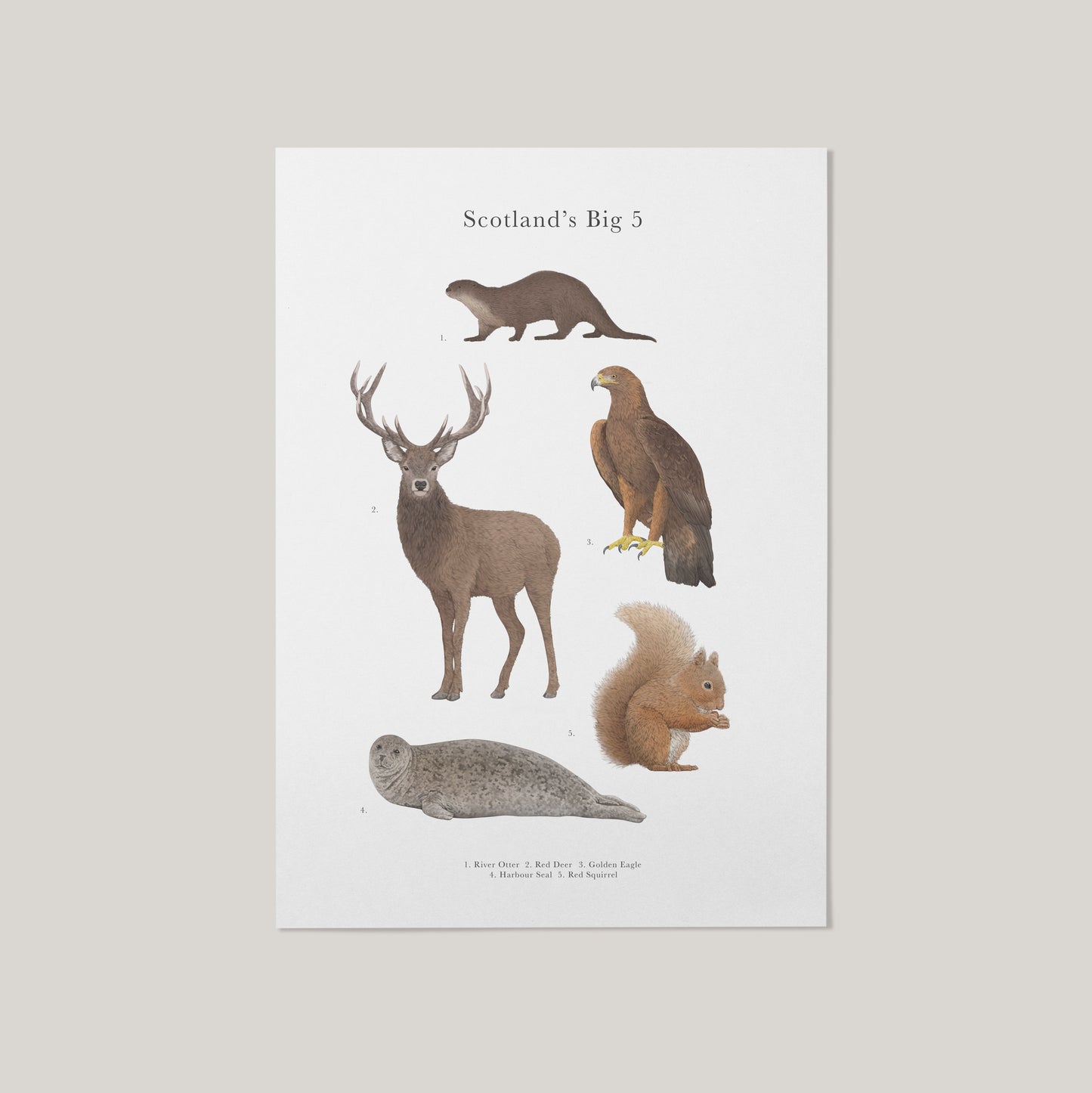 Scotland's Big 5 Educational Print