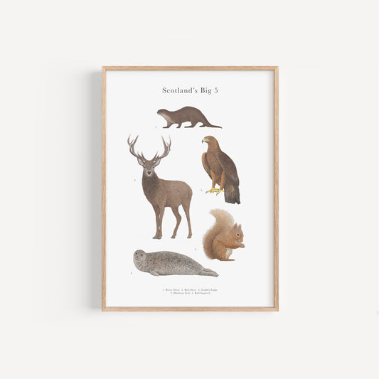 Scotland's Big 5 Educational Print