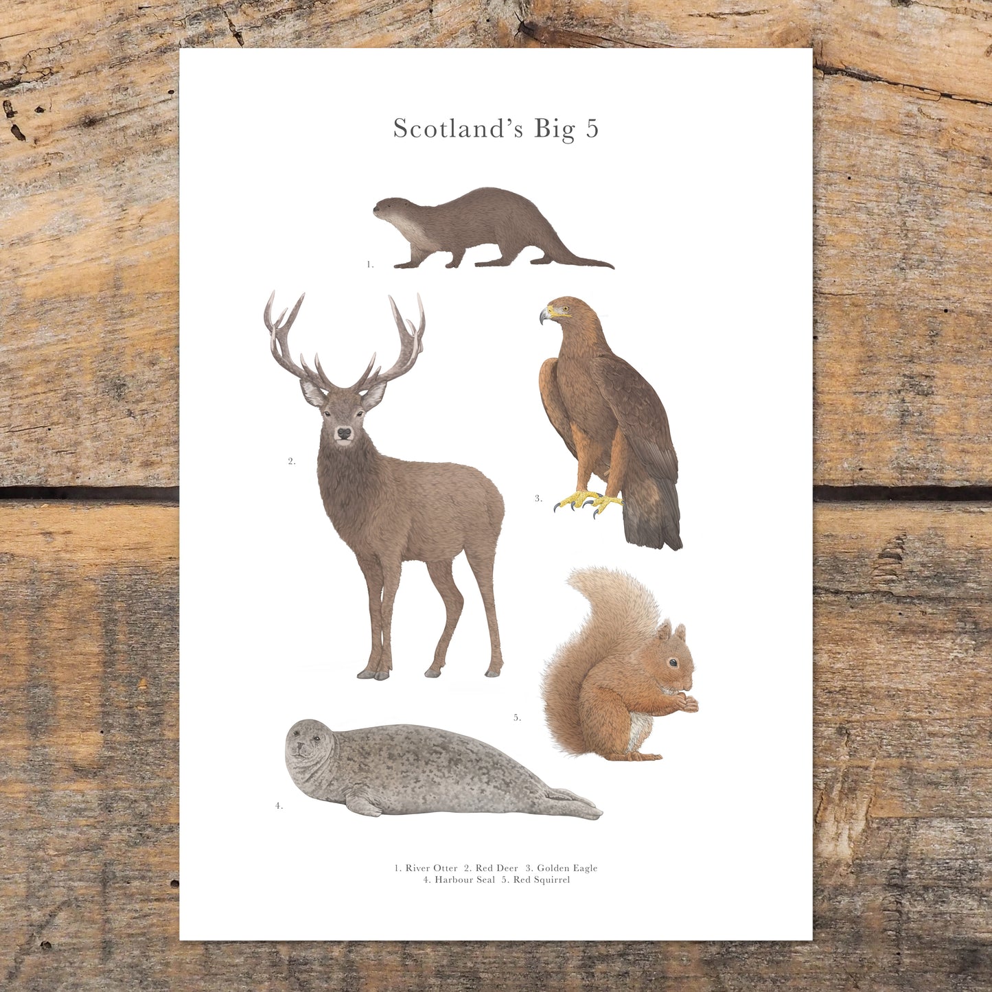 Scotland's Big 5 Educational Print