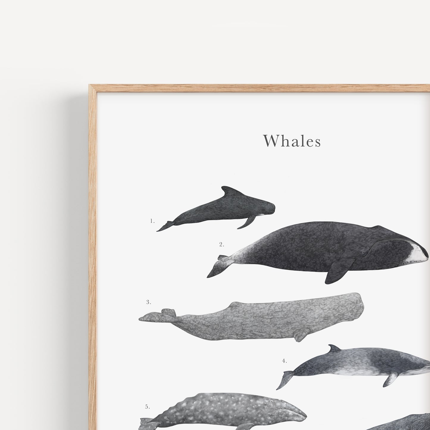 Whale Species Educational Print