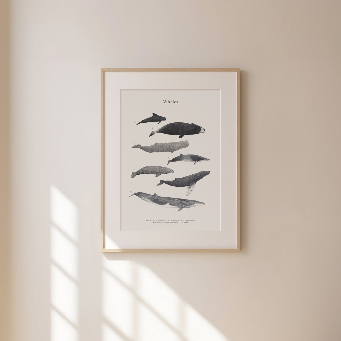 Whale Species Educational Print