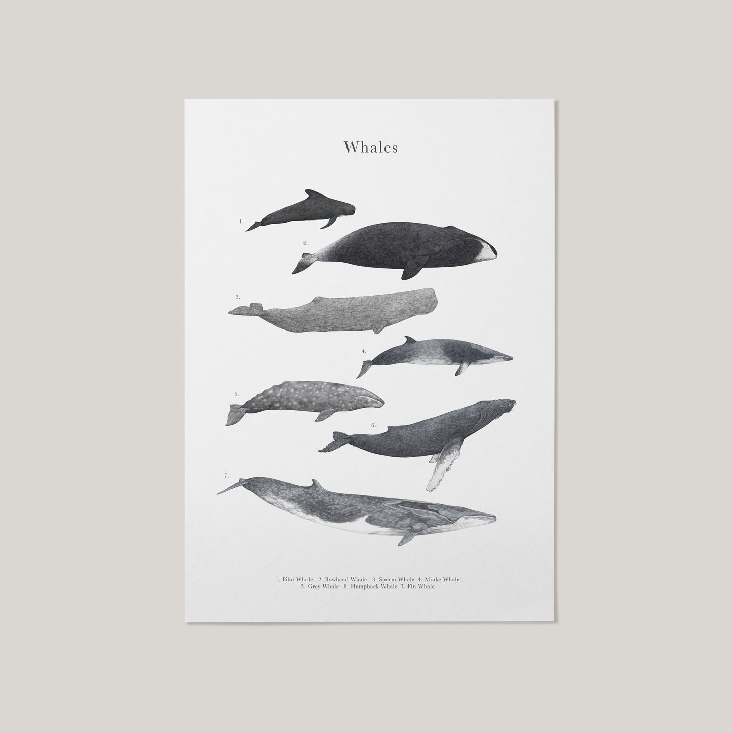 Whale Species Educational Print