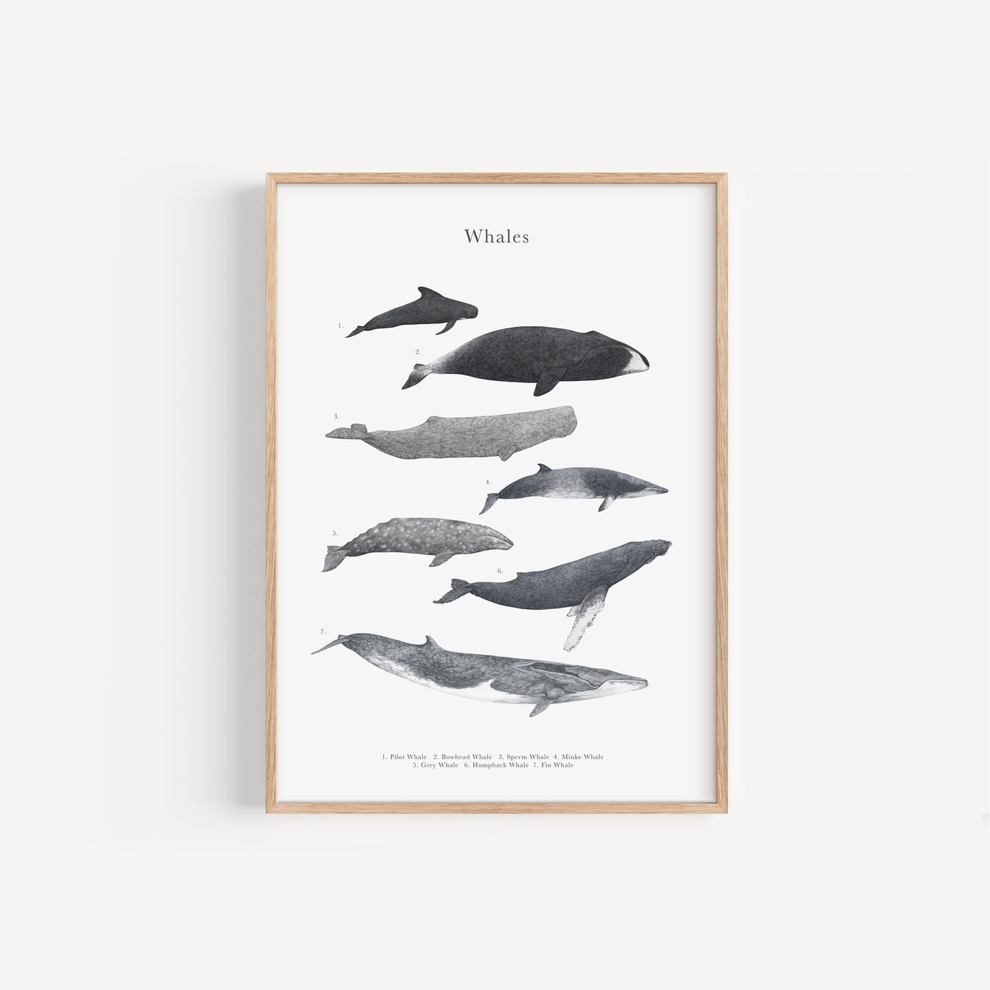 Whale Species Educational Print