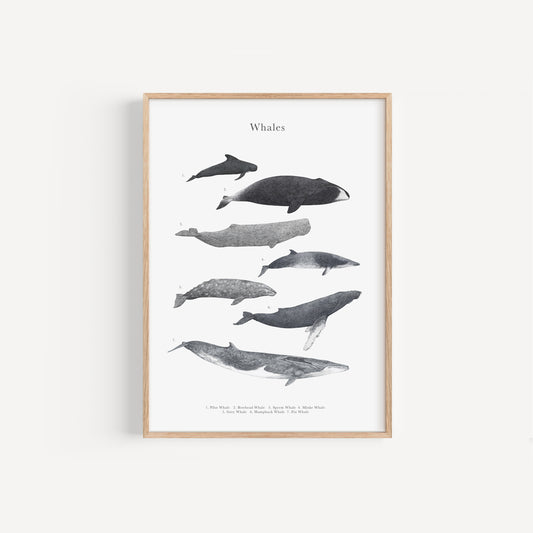 Whale Species Educational Print