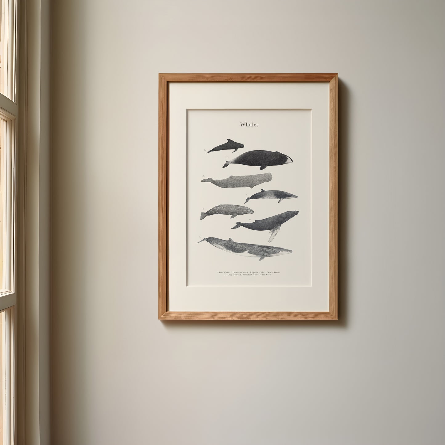 Whale Species Educational Print