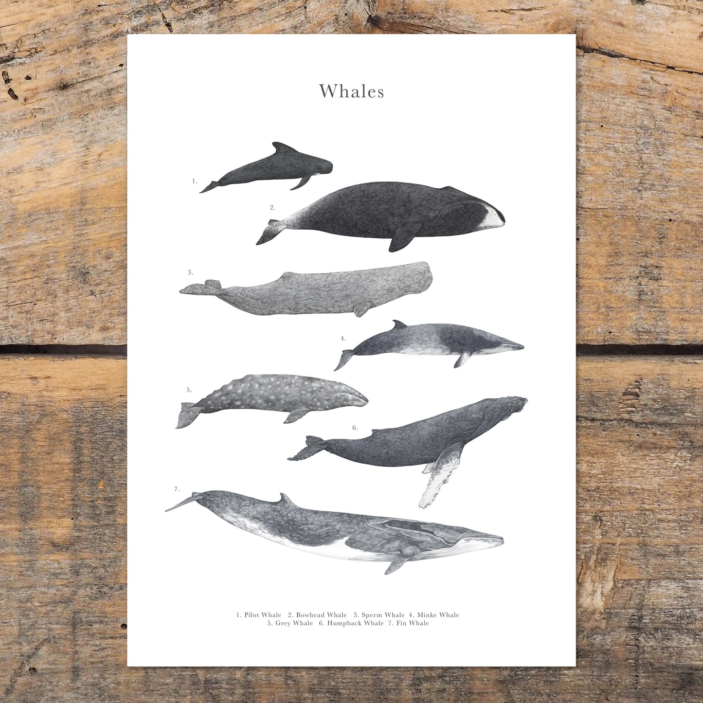 Whale Species Educational Print