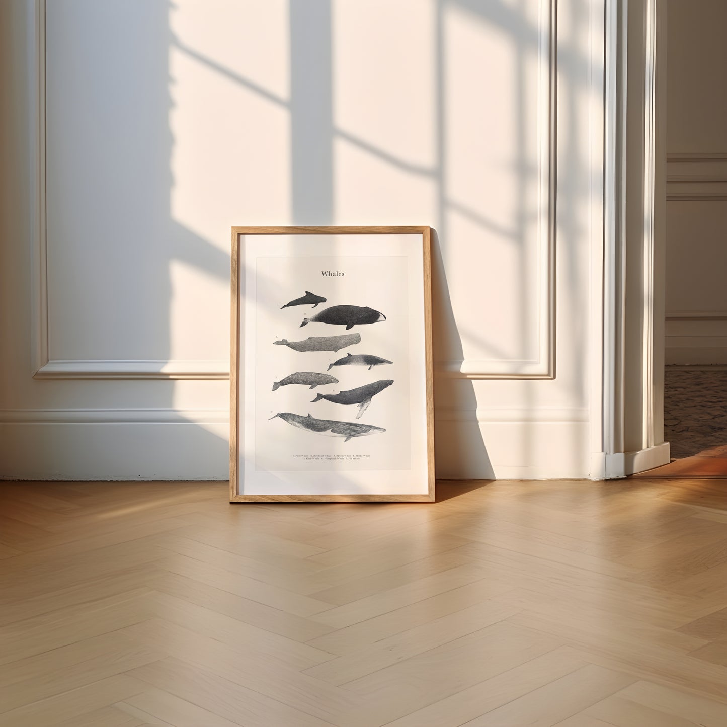 Whale Species Educational Print