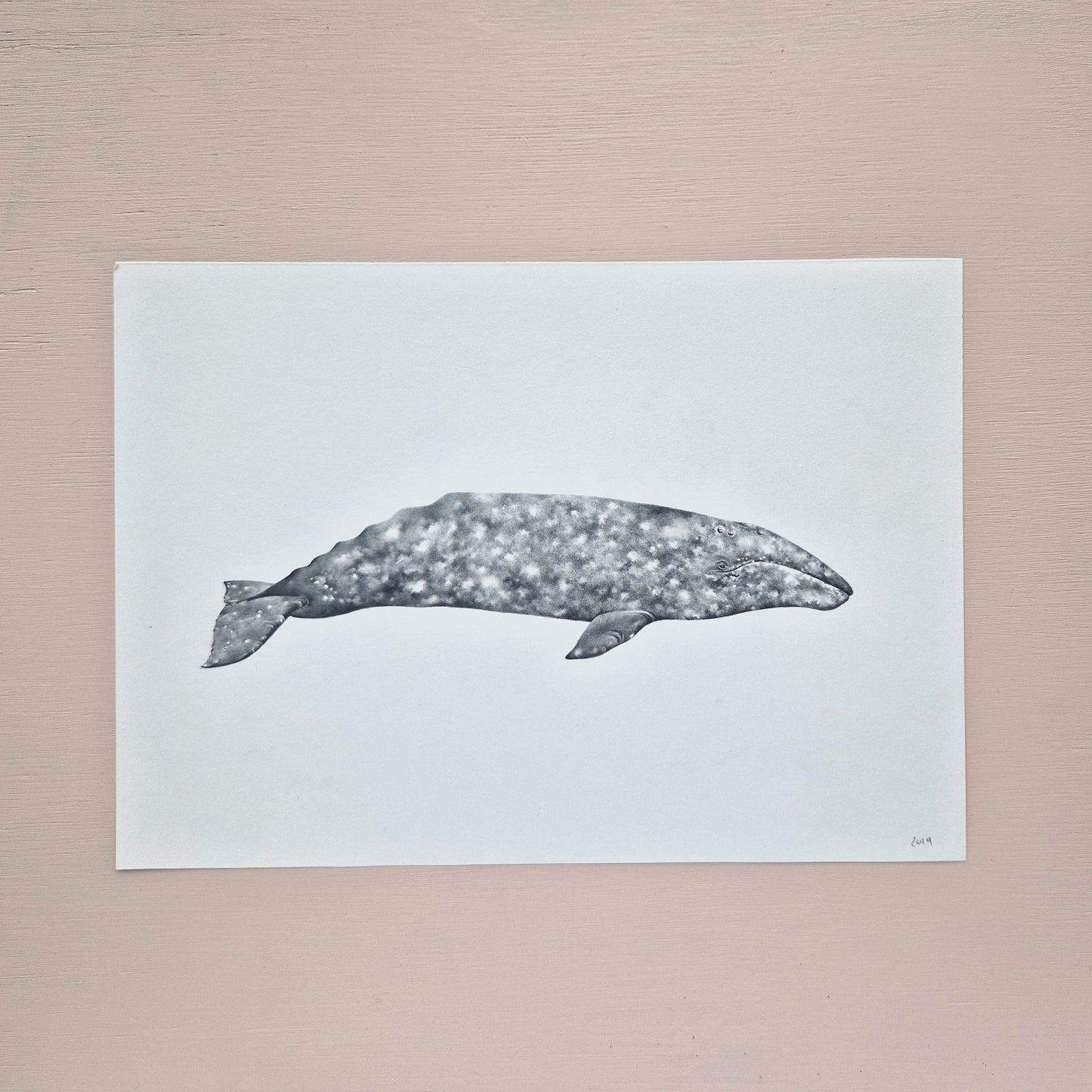 Grey Whale Original Drawing