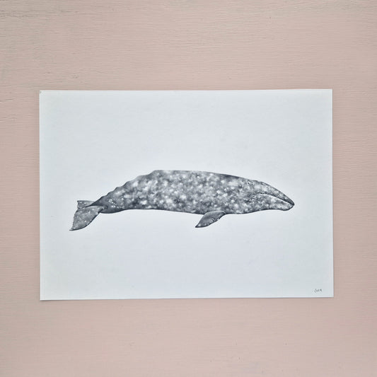 Grey Whale Original Drawing