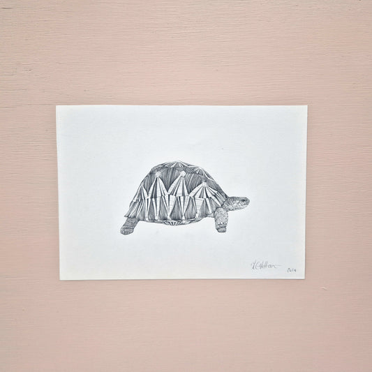Radiated Tortoise Original Drawing