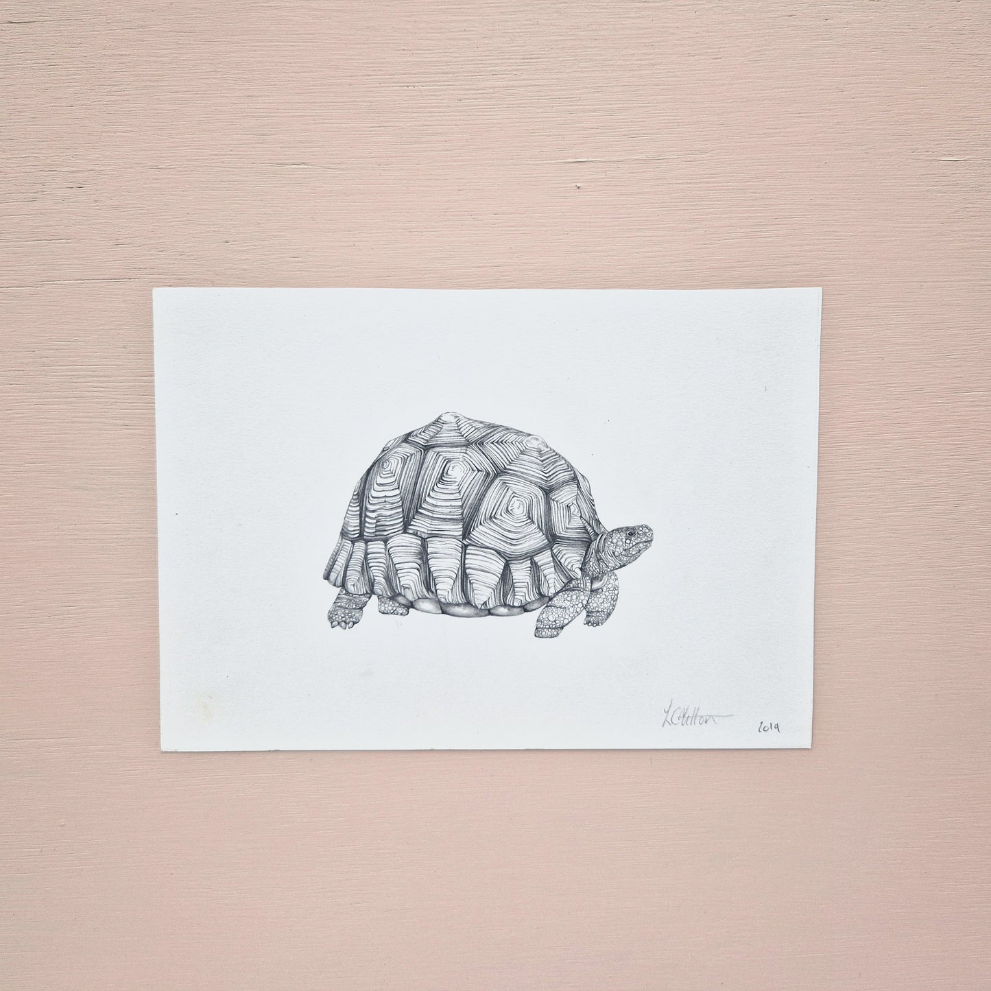 Ploughshare Tortoise Original Drawing