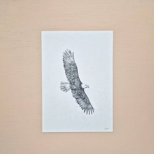 Bald Eagle Original Drawing 1/2