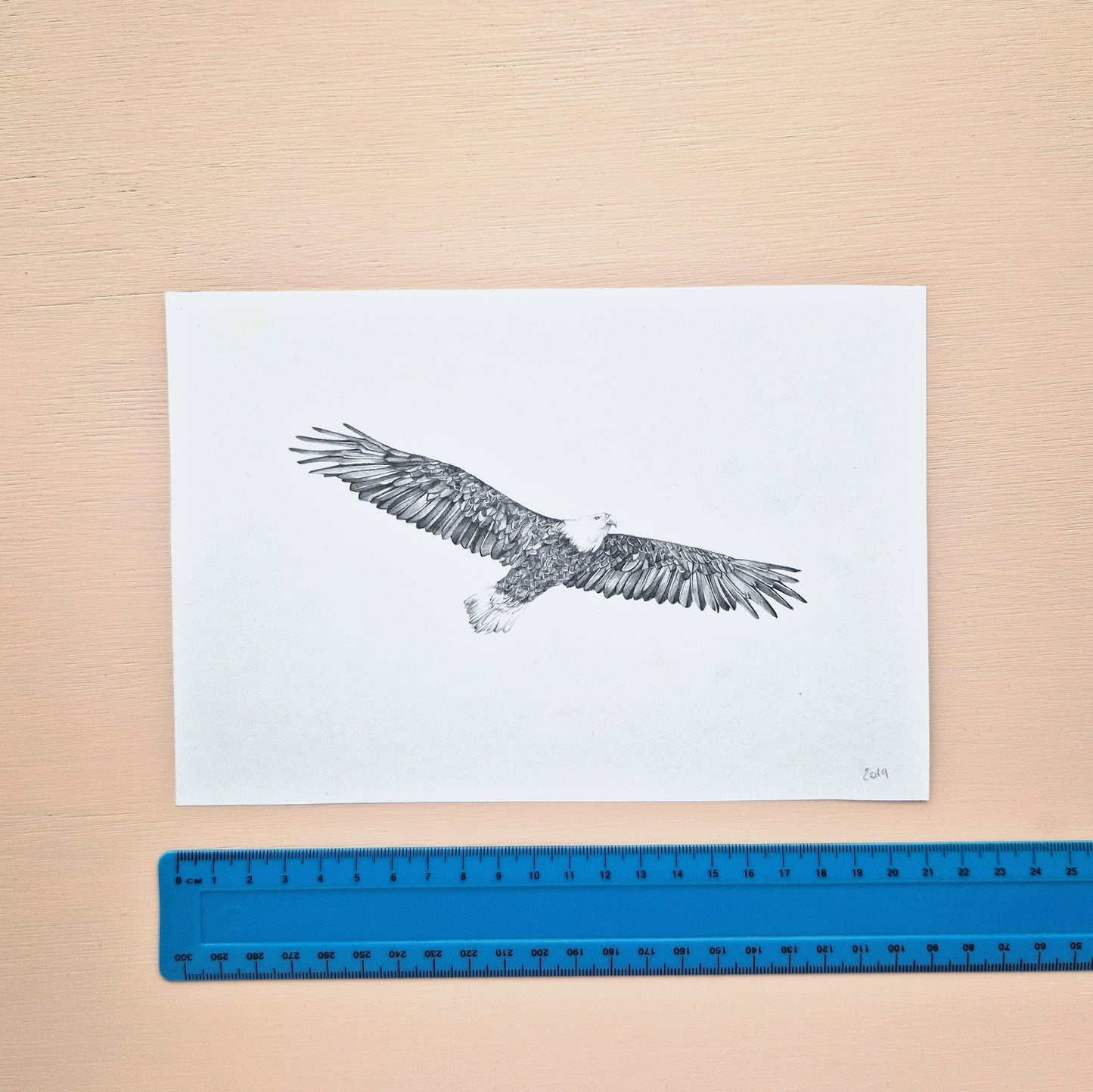 Bald Eagle Original Drawing 2/2