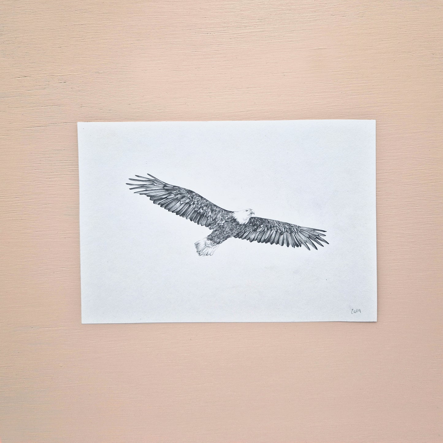 Bald Eagle Original Drawing 2/2