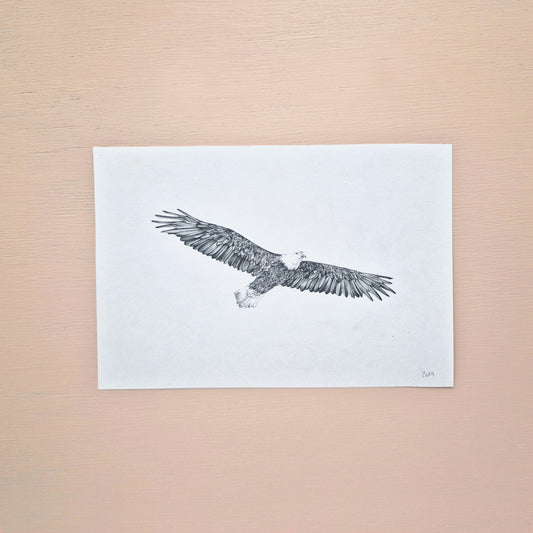 Bald Eagle Original Drawing 2/2