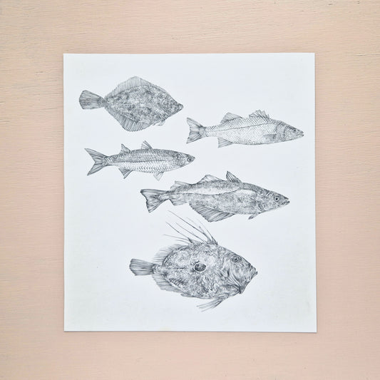 Fish Species Original Drawing
