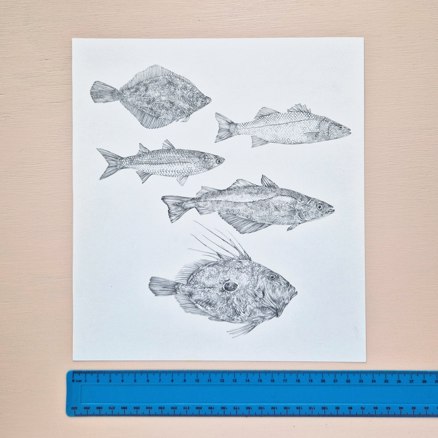Fish Species Original Drawing