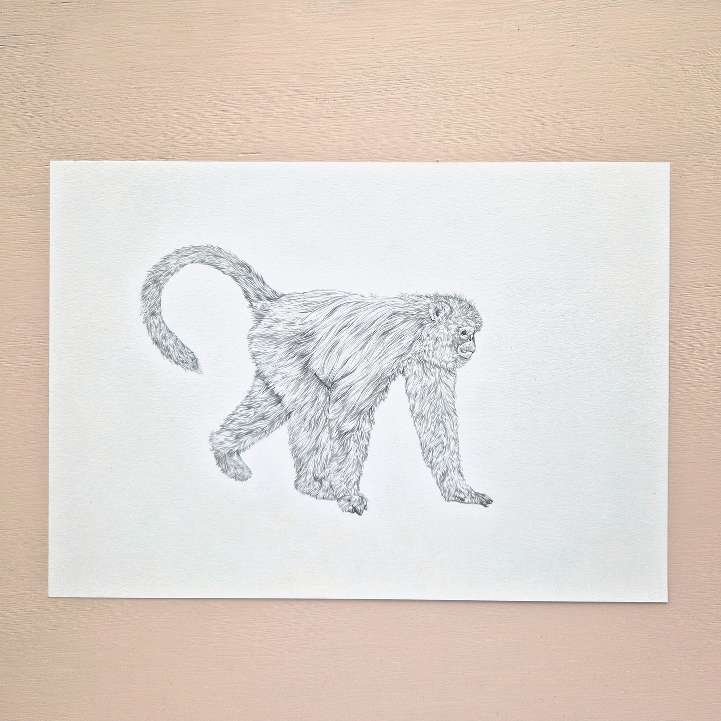 Snub-nosed Monkey Original Drawing