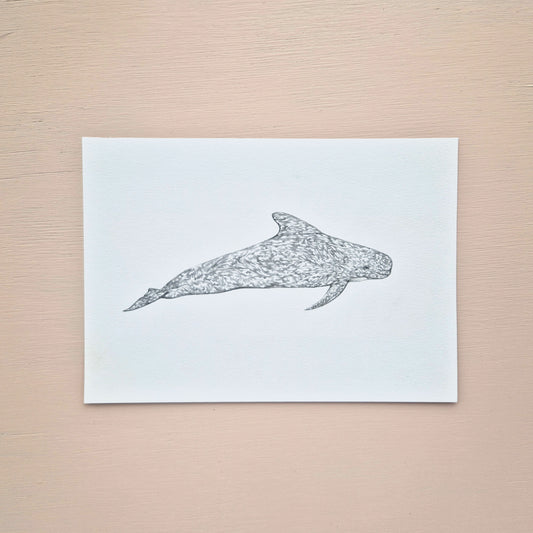 Pilot Whale Original Drawing