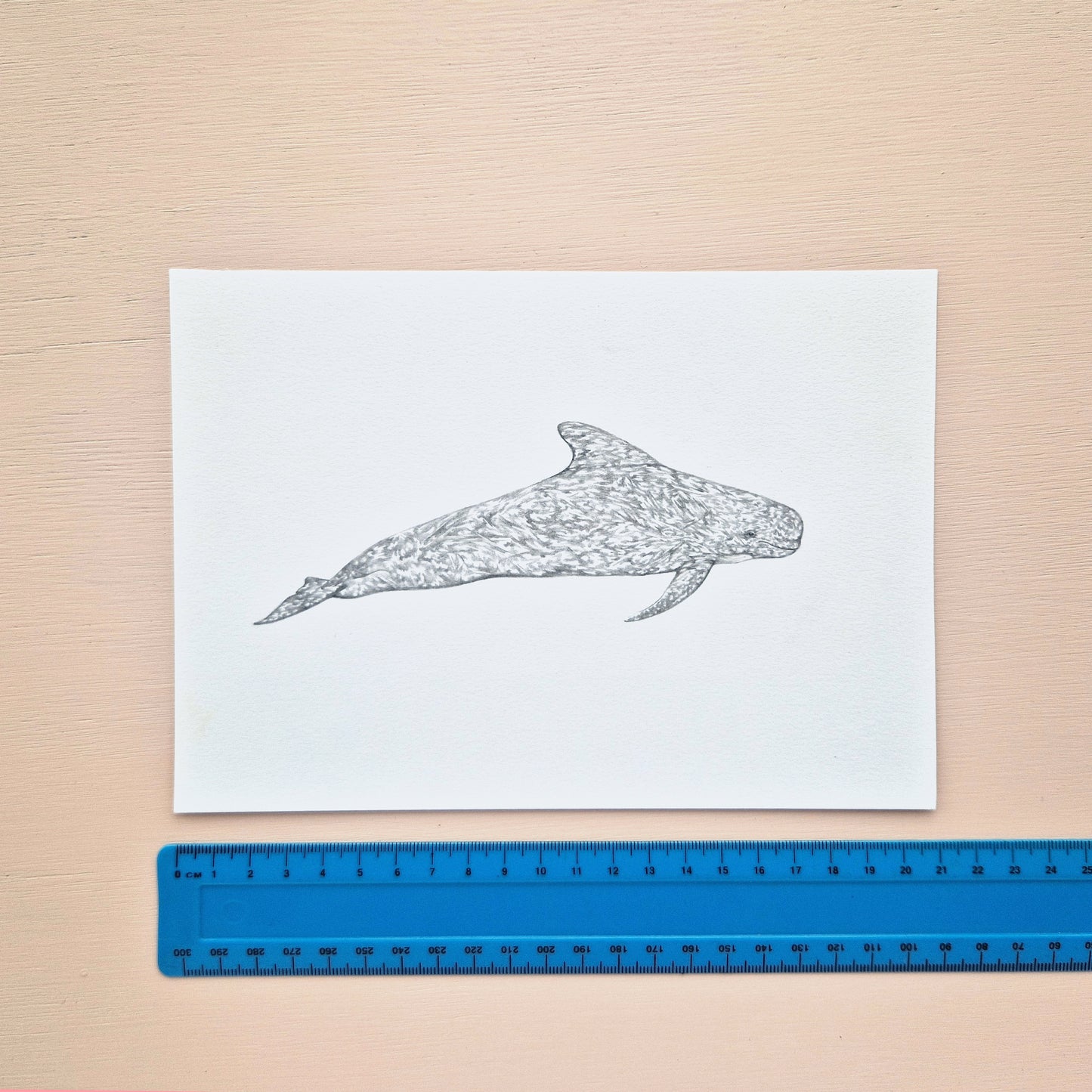 Pilot Whale Original Drawing