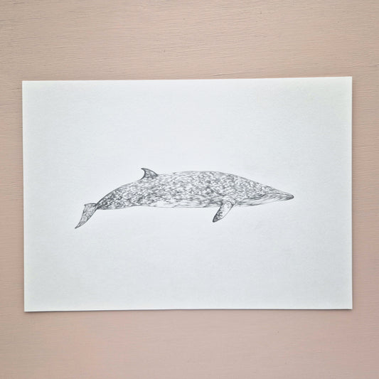Minke Whale Original Drawing