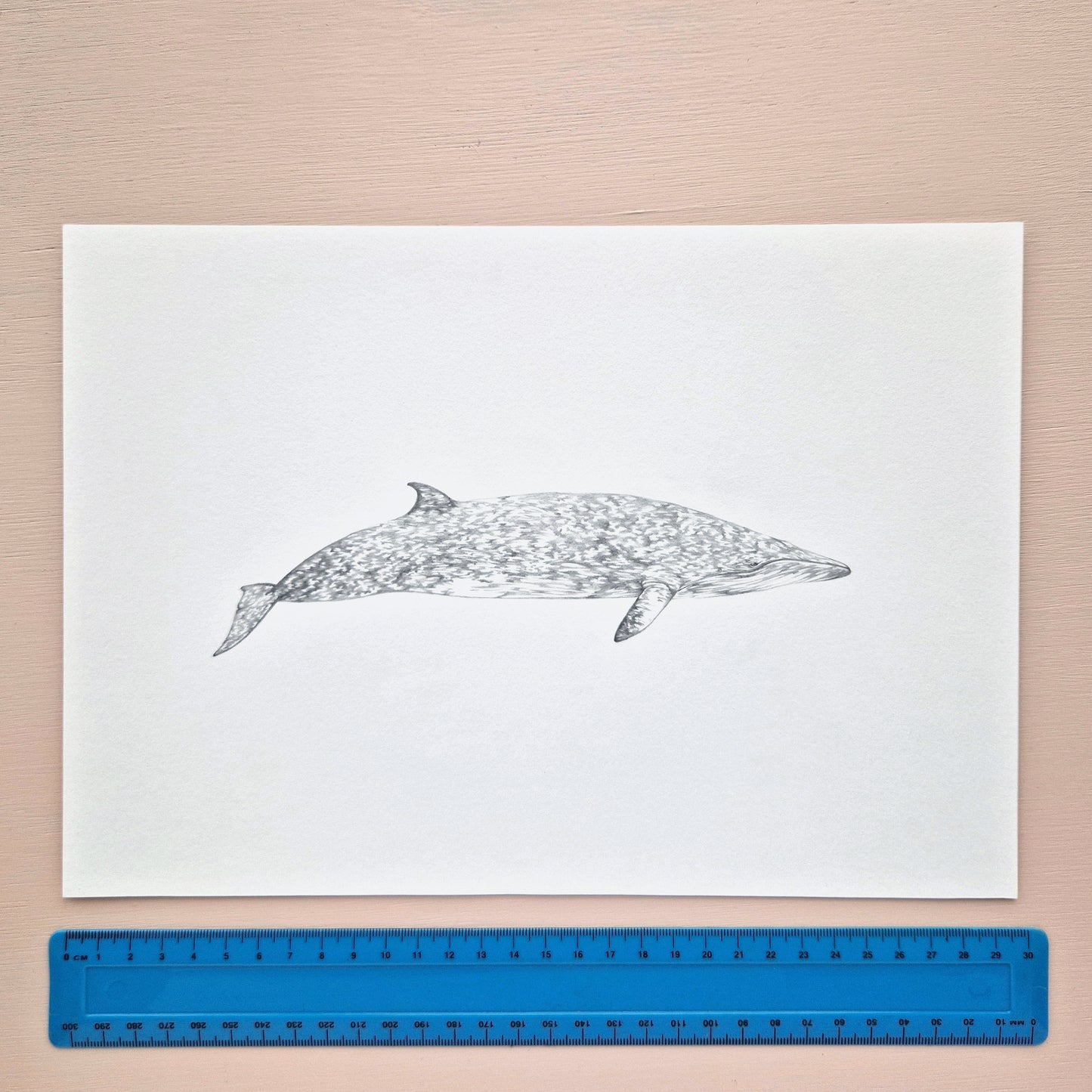 Minke Whale Original Drawing