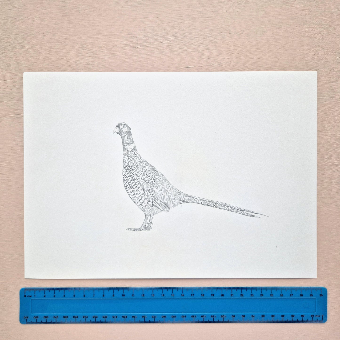 Pheasant Original Drawing
