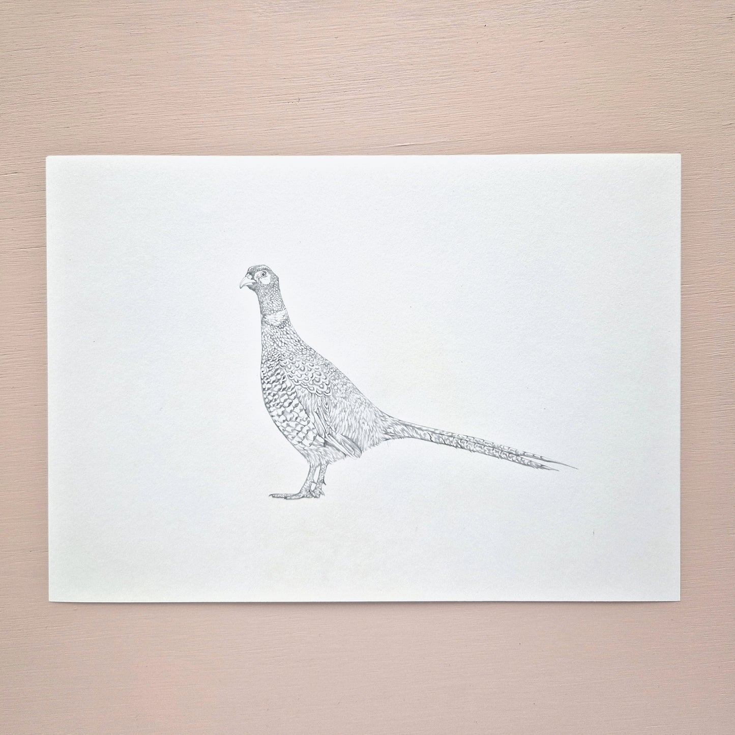 Pheasant Original Drawing