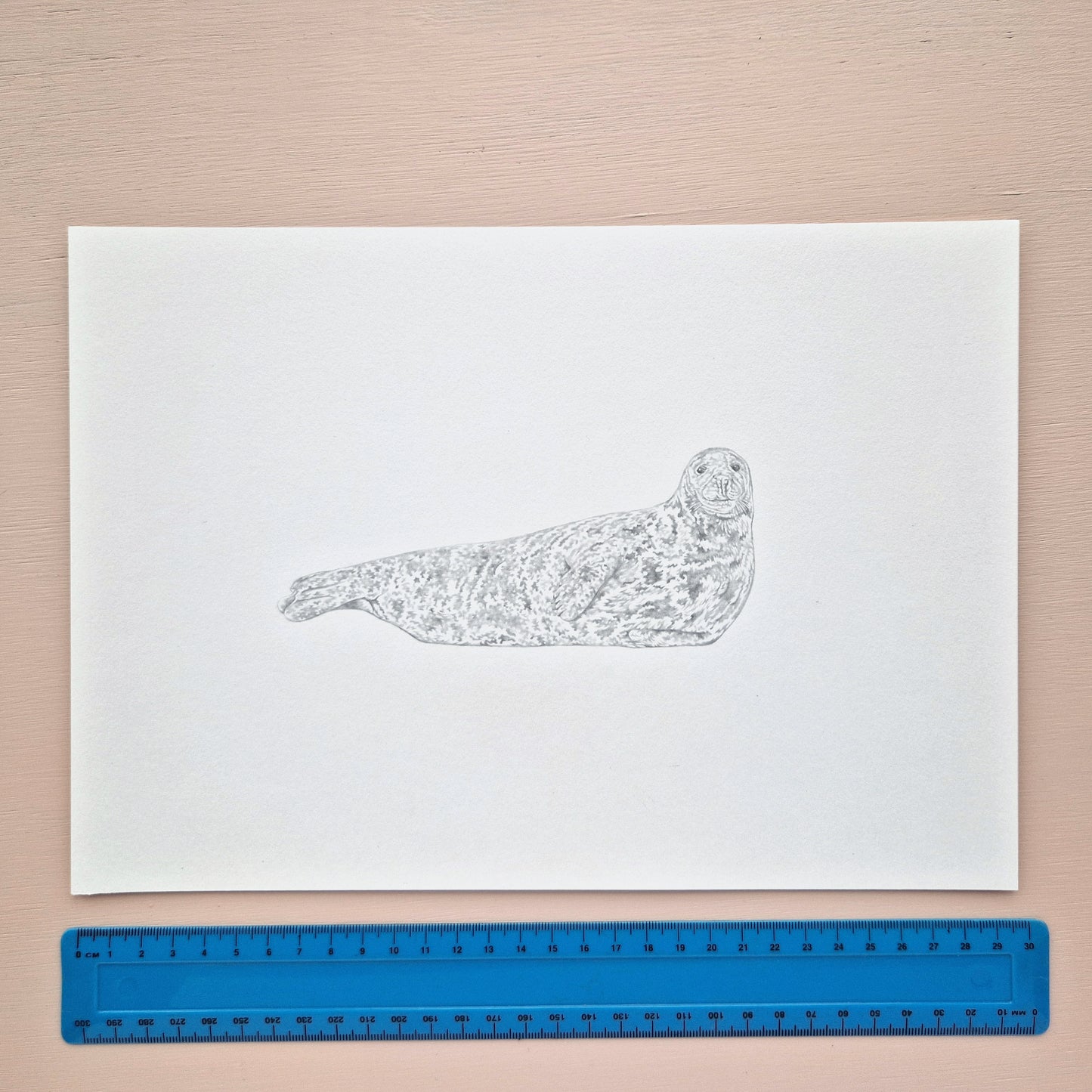 Grey Seal Original Drawing