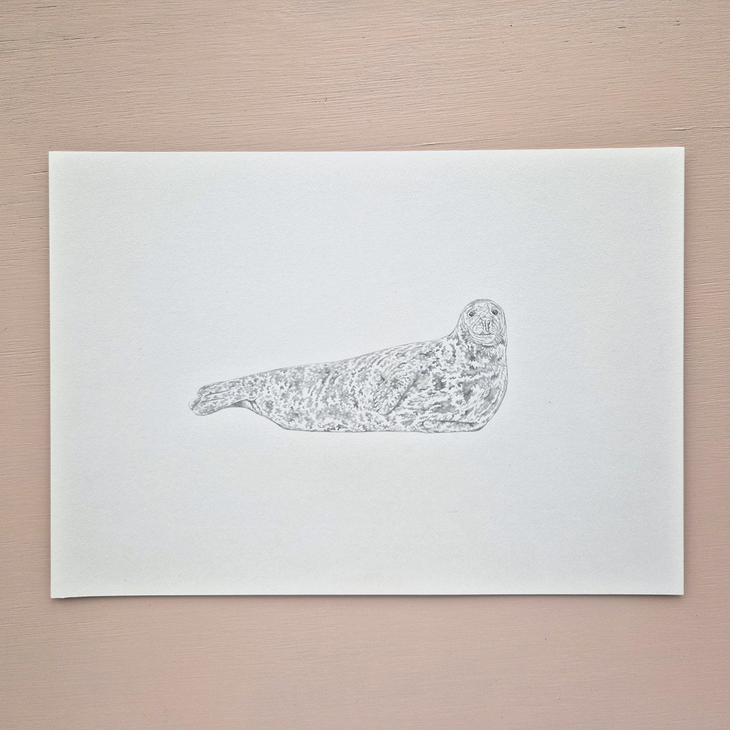 Grey Seal Original Drawing