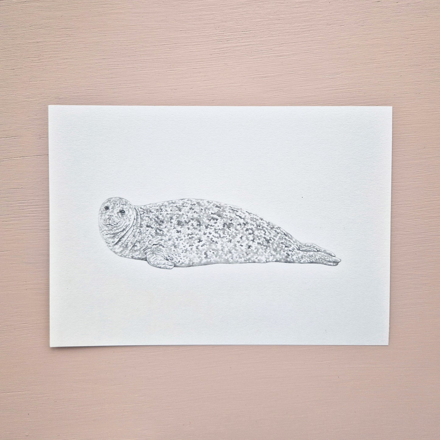 Harbour Seal Original Drawing