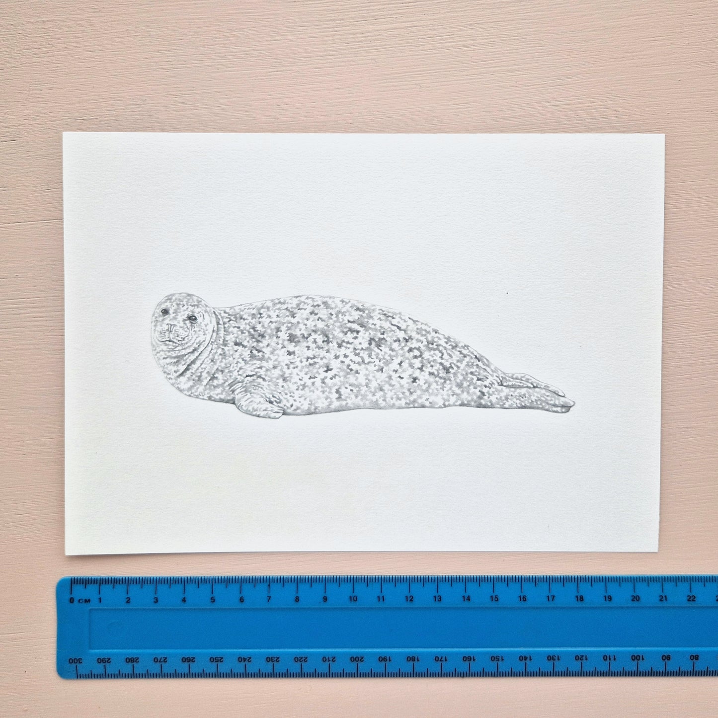 Harbour Seal Original Drawing
