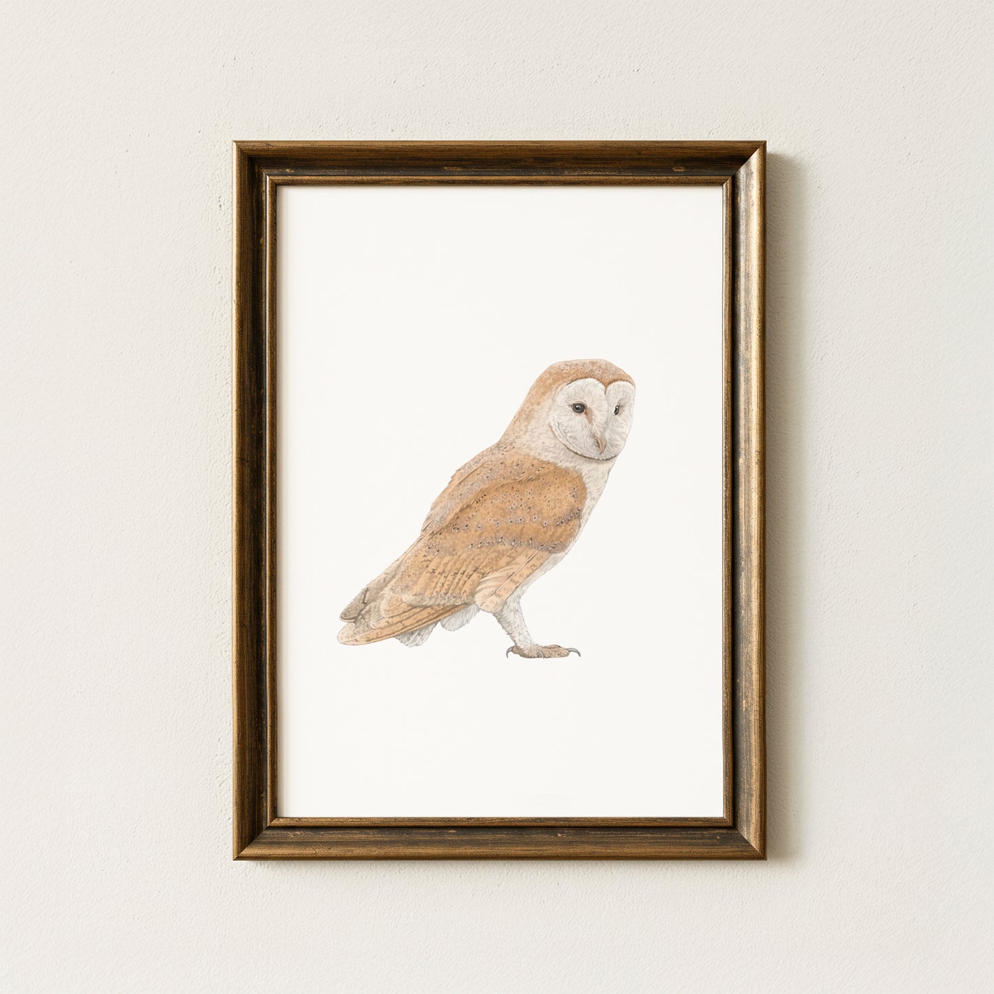 Barn Owl Print