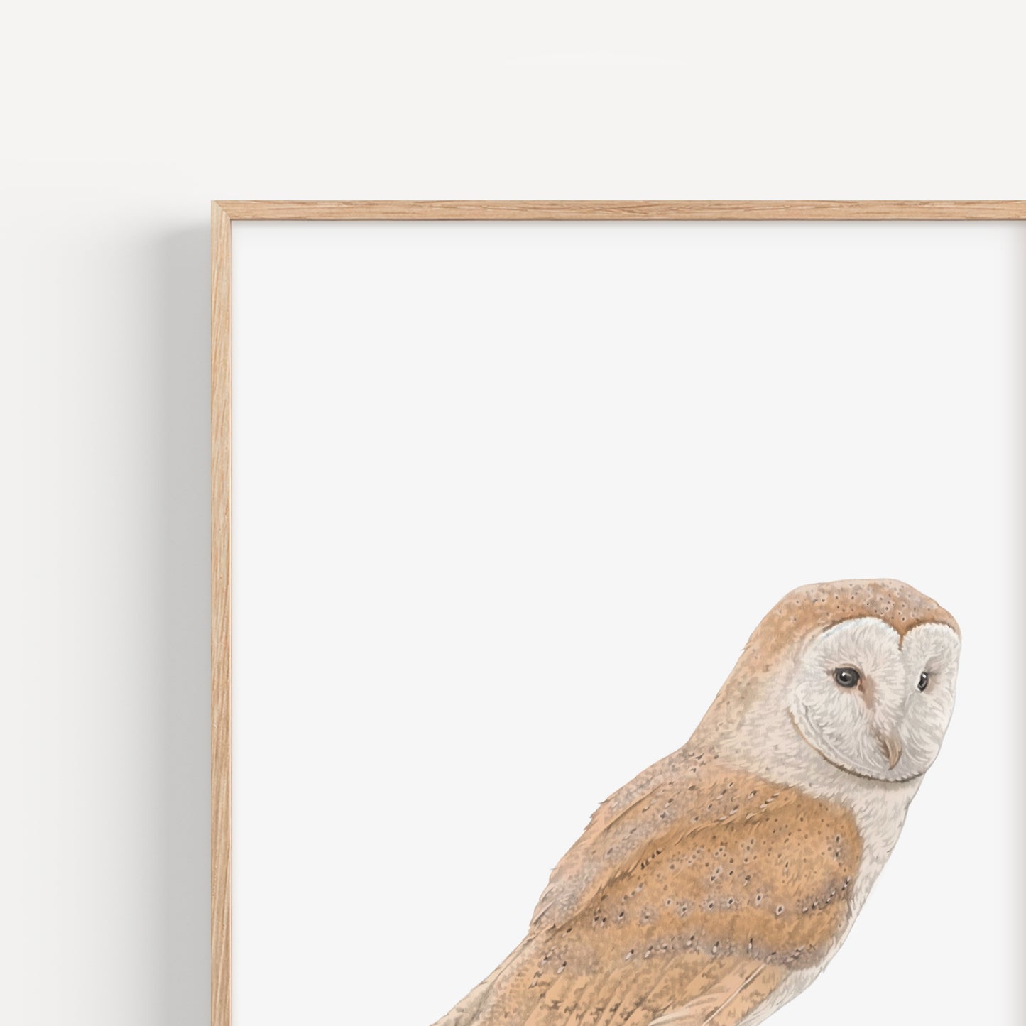 Barn Owl Print