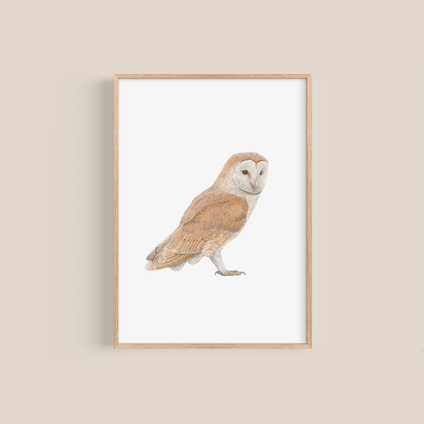 Barn Owl Print
