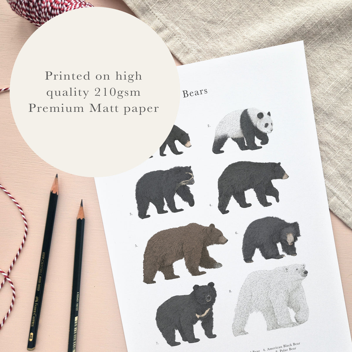 Bear Species Educational Print