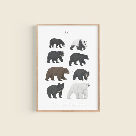 Bear Species Educational Print