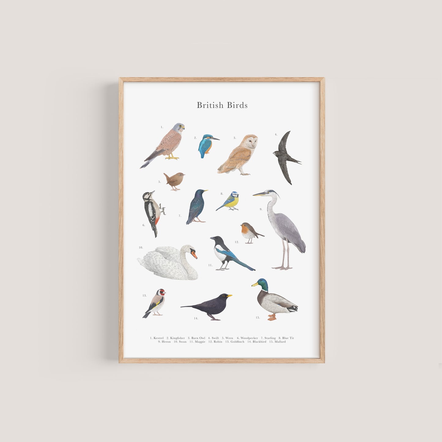 British Birds Species Educational Print