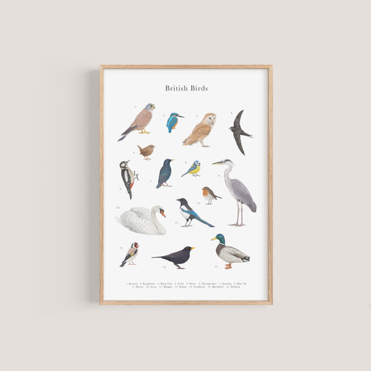 British Birds Species Educational Print
