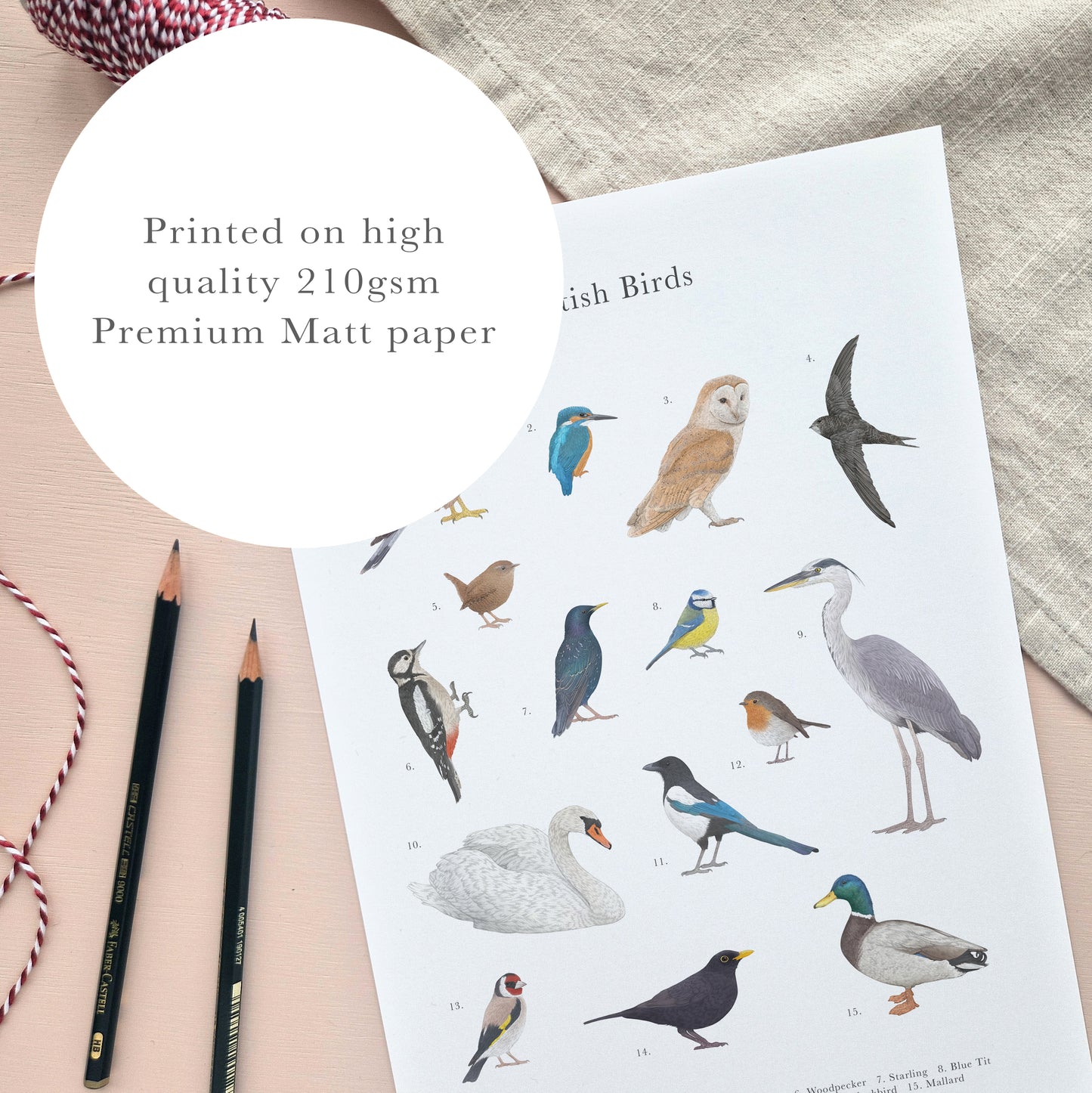 British Birds Species Educational Print