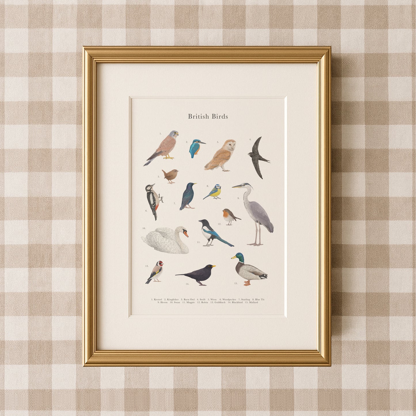 British Birds Species Educational Print