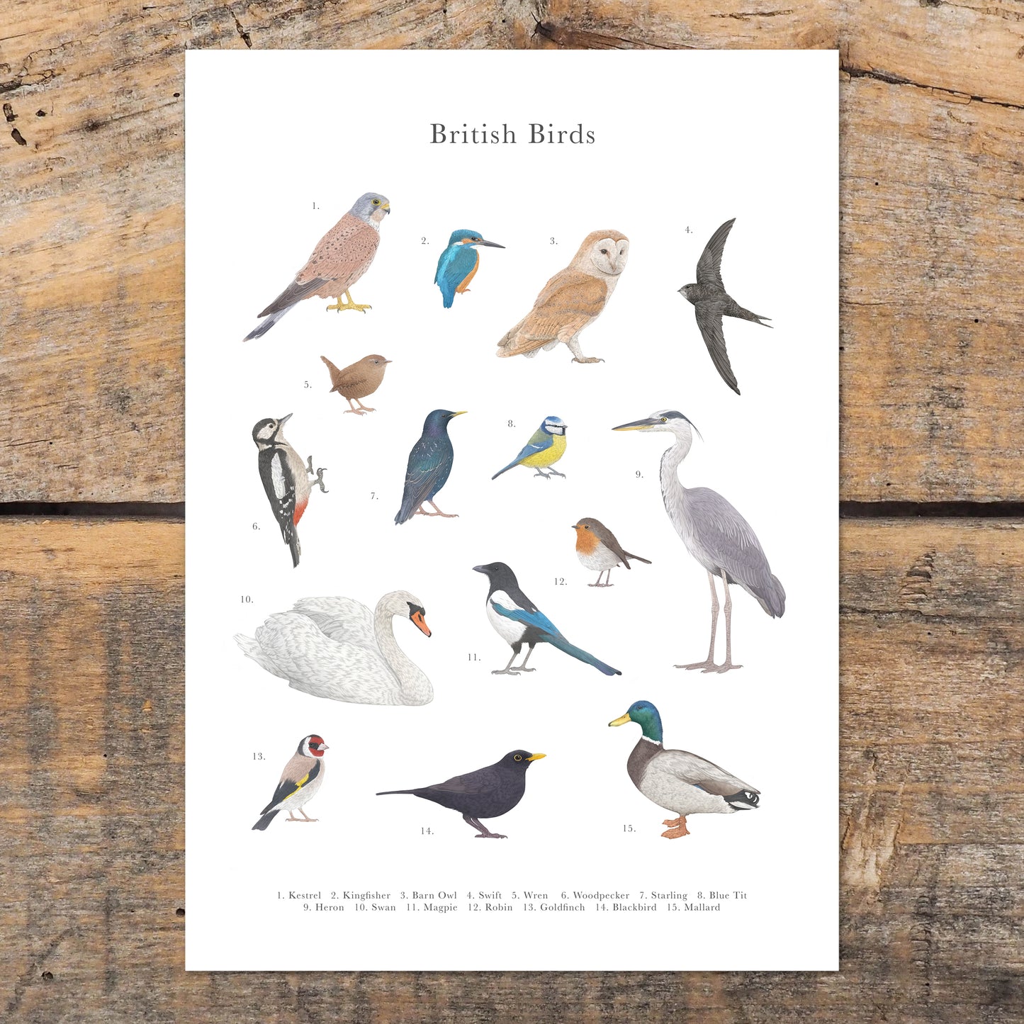 British Birds Species Educational Print