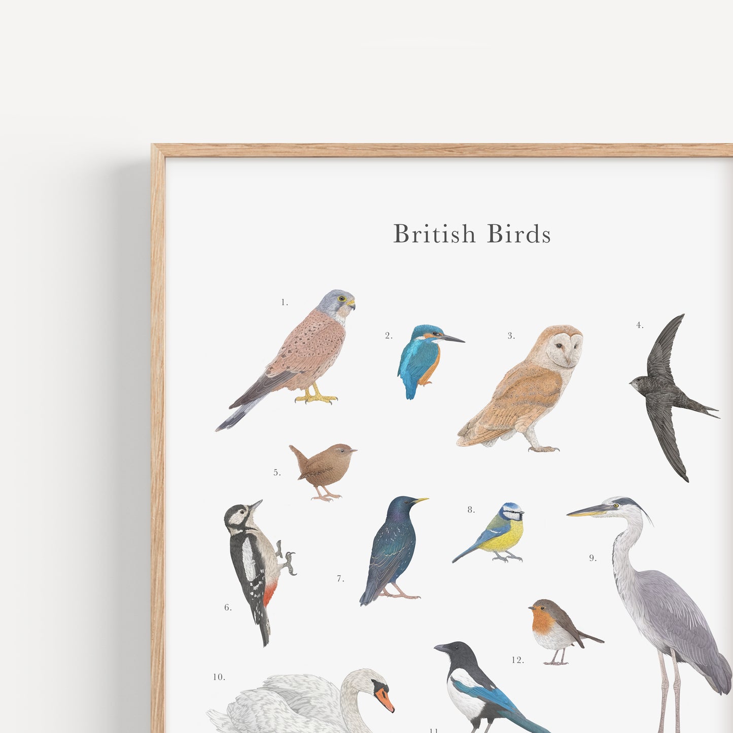 British Birds Species Educational Print