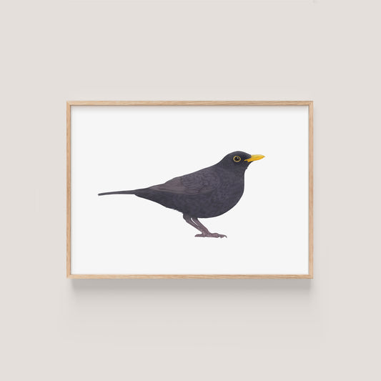 Blackbird Print