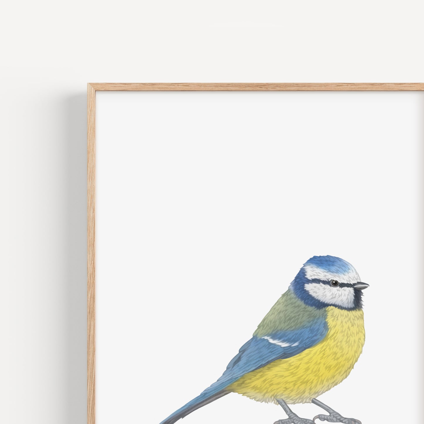 Blue Tit Print