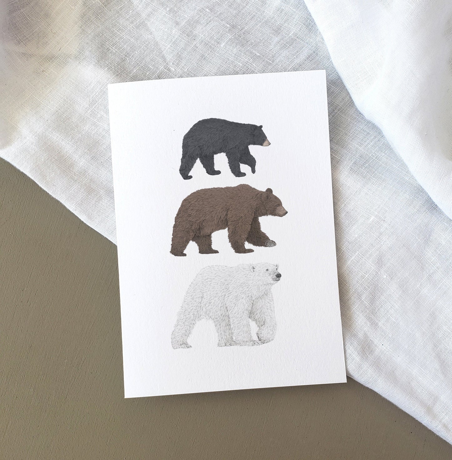 Bear Species Card