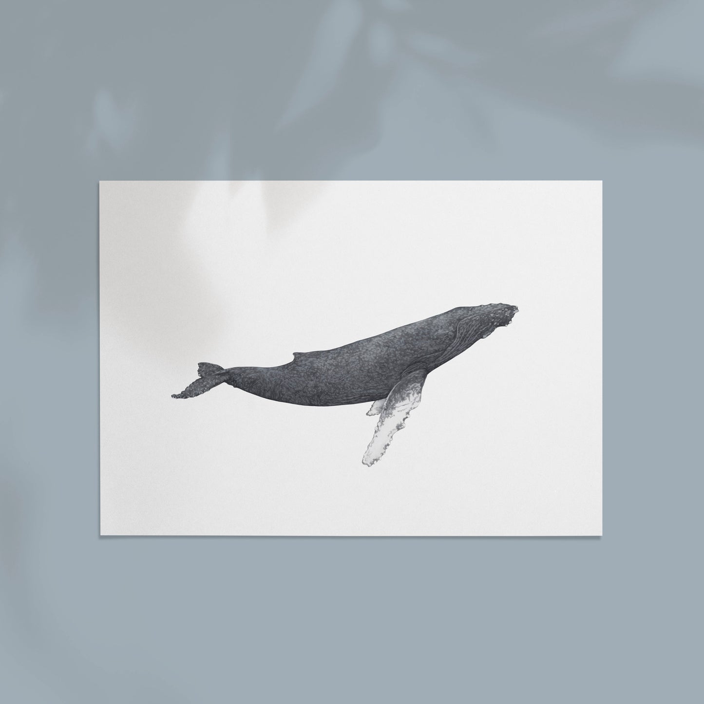 Humpback Whale Print