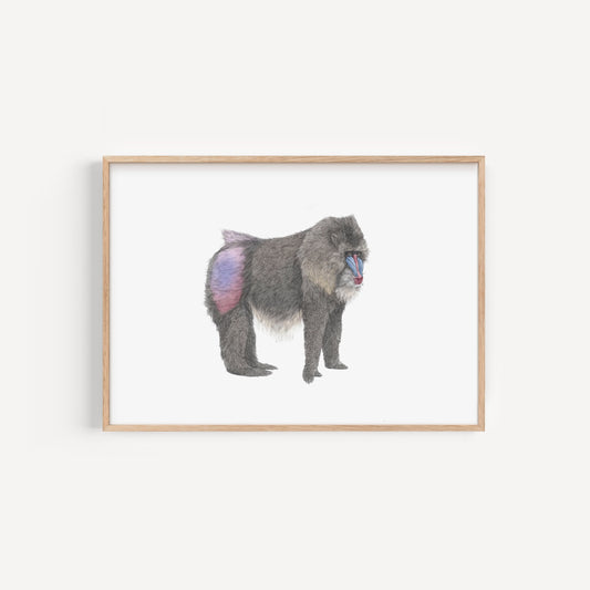 Mandrill Print