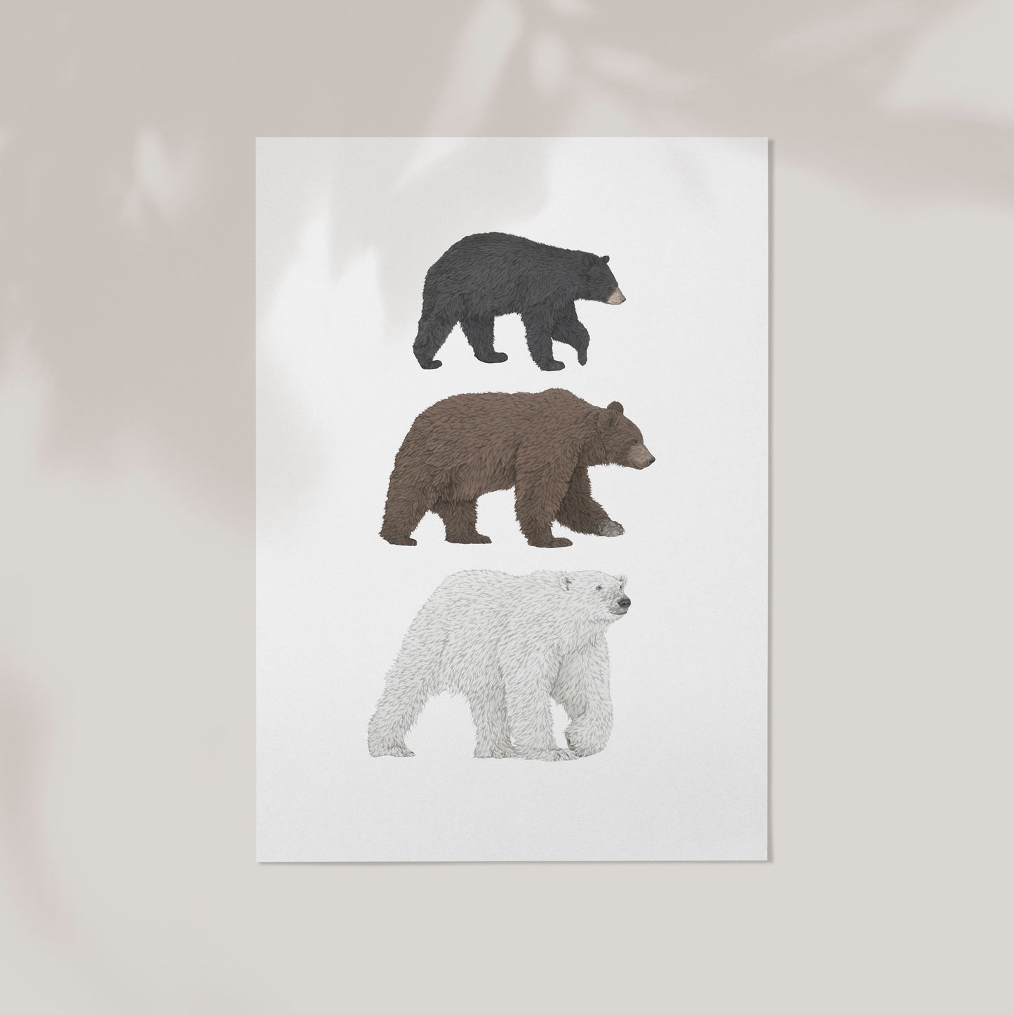 3 Bear Species Print